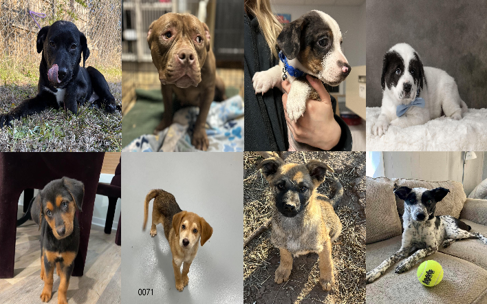 20250122pups