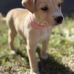 Echo