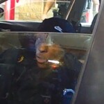 Breaking Into Motor Vehicles 2
