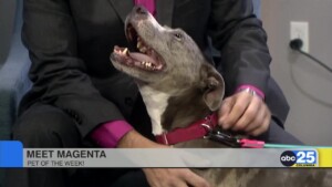 Columbia Pet Of The Week