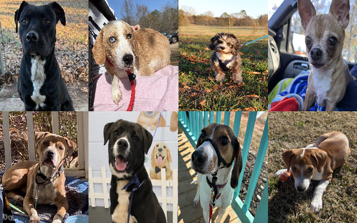 20250116pups