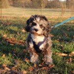 Bailey