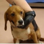 Wren Beagle