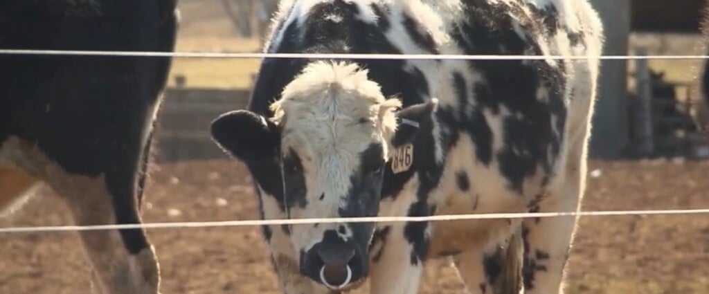 Fda Milk