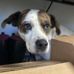 Frankie