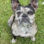 Darla
