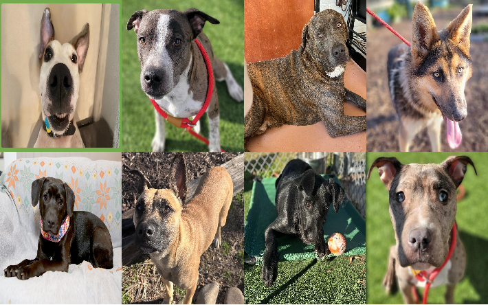 20250120pups