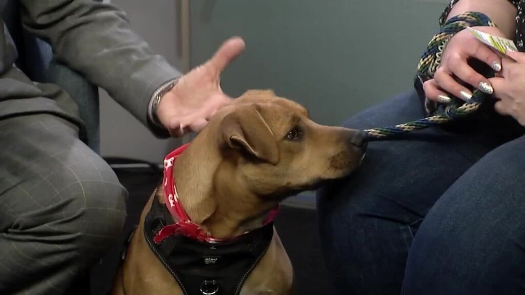 Pet Of The Week