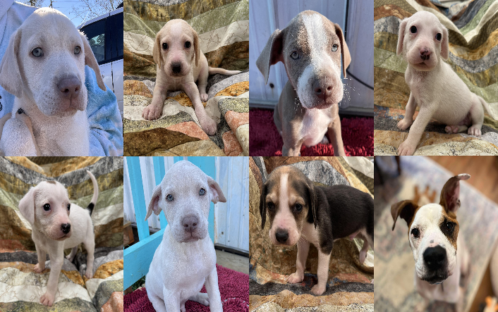 20250108pups