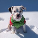 Rudolph
