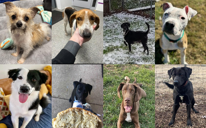 20250127pups
