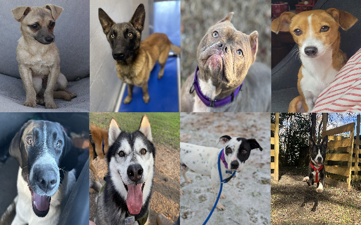 20250113pups