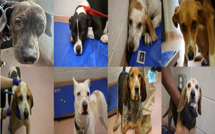20250123pups