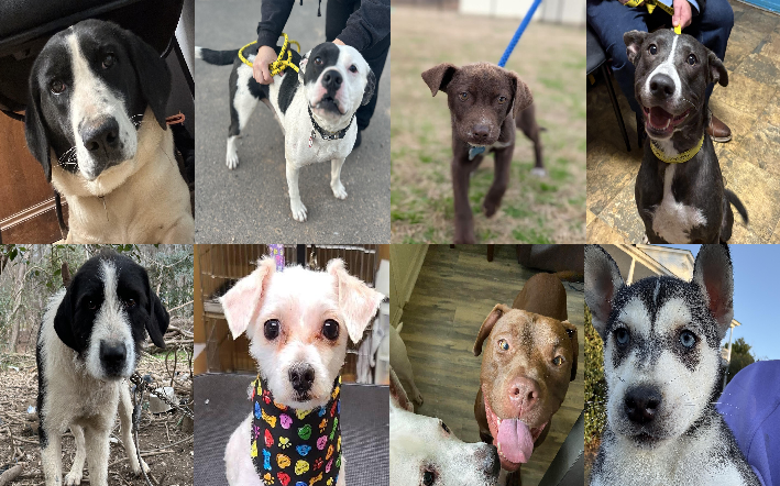 20250107pups