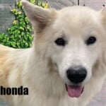 Rhonda