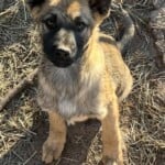 Maximus