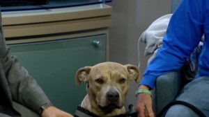 Kershaw Jax Pet Of The Week