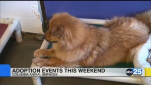 Columbia Animal Services Pet Adoption Events