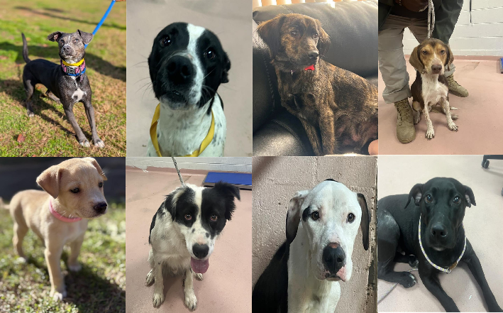20250109pups