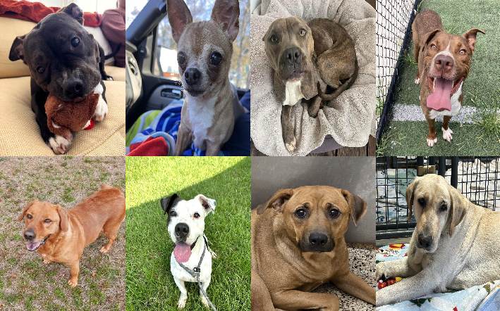 20250117pups