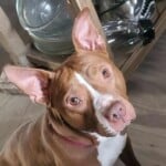 Penny