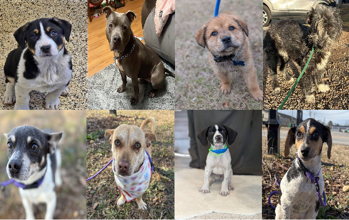 20250131pups