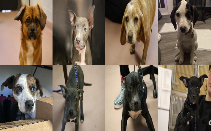 20250130pups
