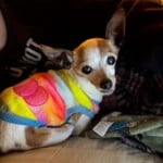 Rosie