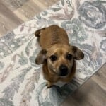 Tiny