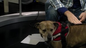 Kershaw Pet Of The Week