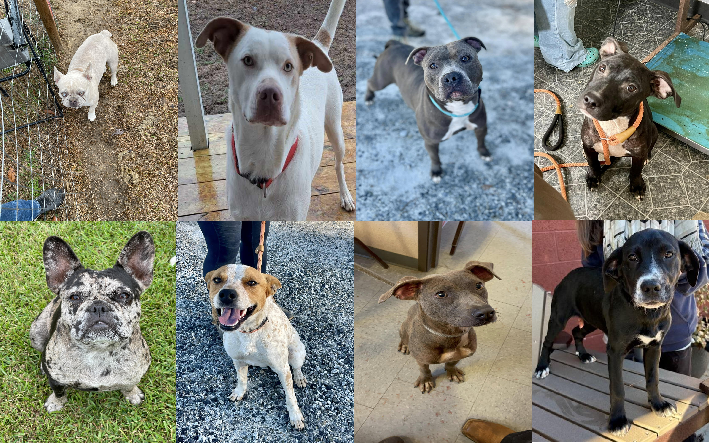 20250102pups