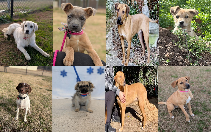 20250106pups