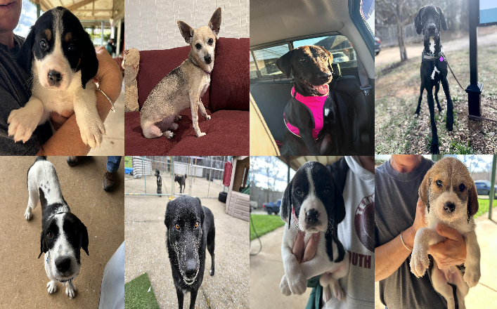 20250218pups