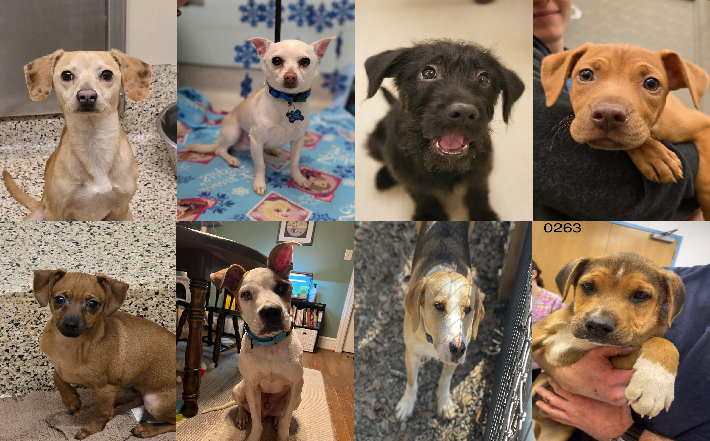 20250226pups