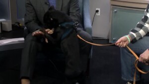 Pet Of The Week Daphne