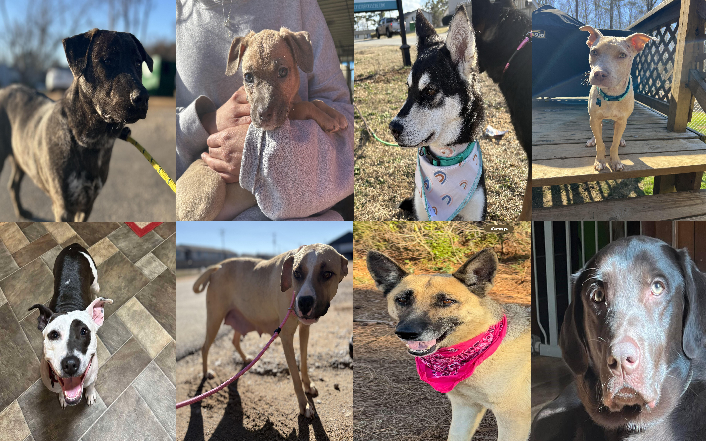 20250203pups