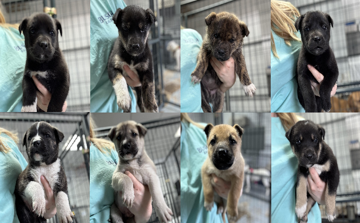 20250207pups