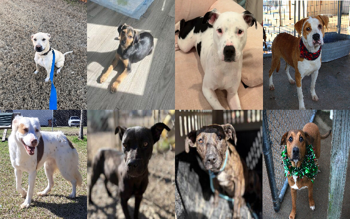 20250224pups