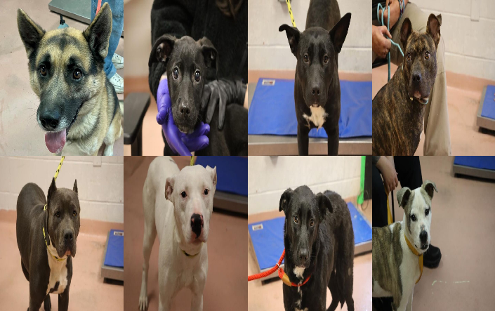 20250219pups