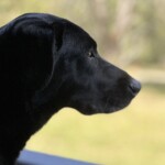 Sammy