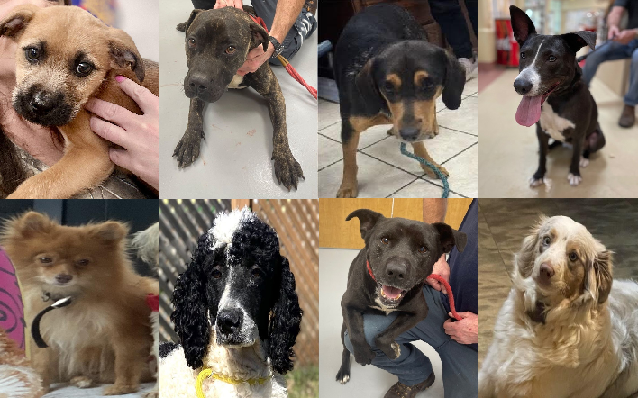 20250228pups