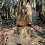 Dutch Fork Woods Fire 1