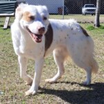 Delores