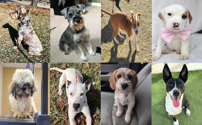 20250221pups