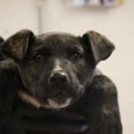 Stella