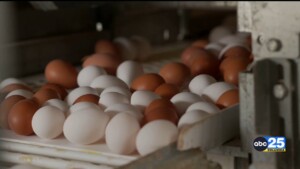 Egg Prices Going Up