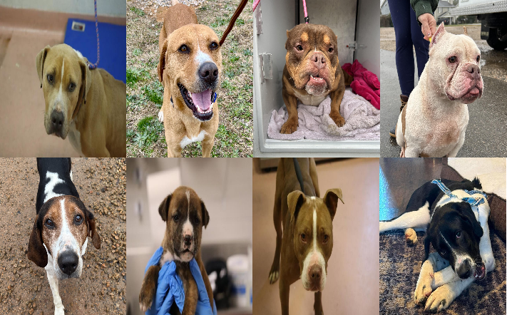 20250212pups