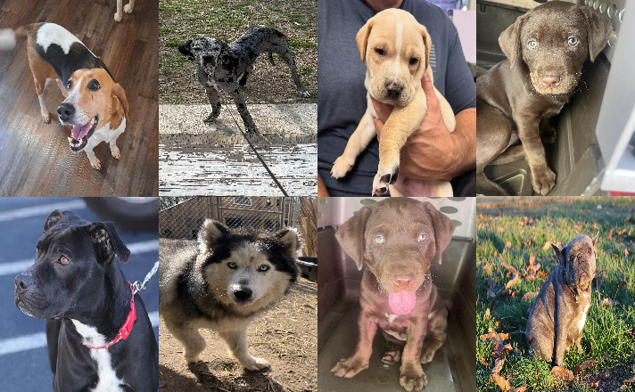 20250210pups