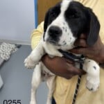 Pongo