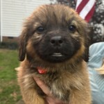 Frankie